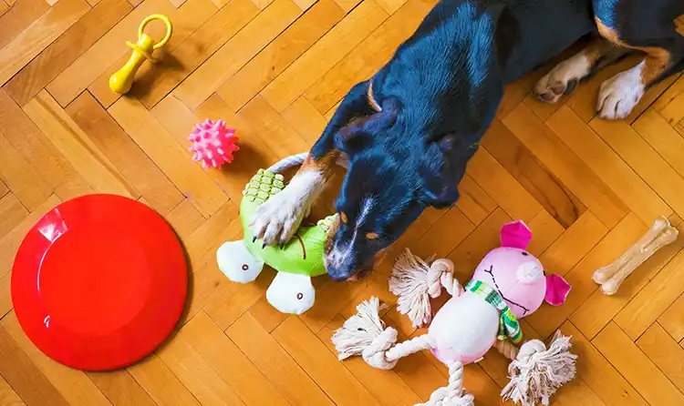 Pet Products Dog on floor with toys