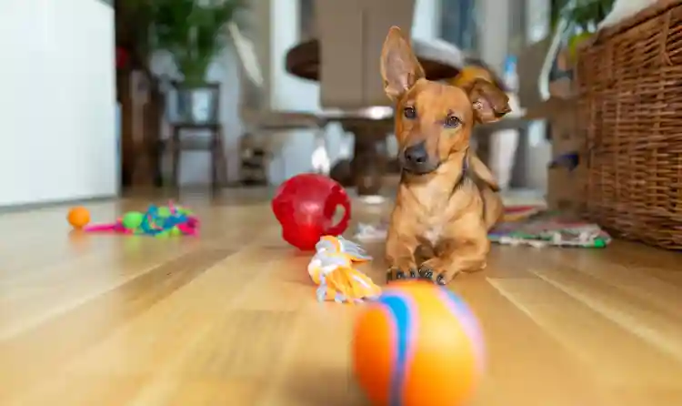 Pet Dog Sat on Floor with a Selection of Toys